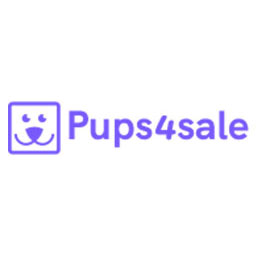 F1 Sproodle Puppies 